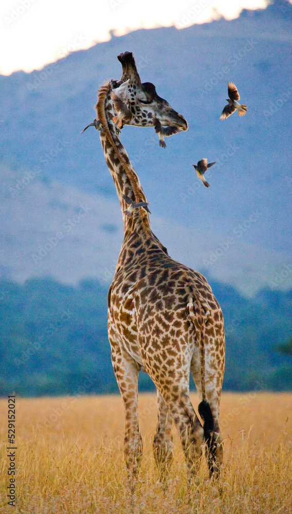 Obraz premium Giraffe (Giraffa camelopardalis tippelskirchi) with birds in savannah. Kenya. Tanzania. East Africa.