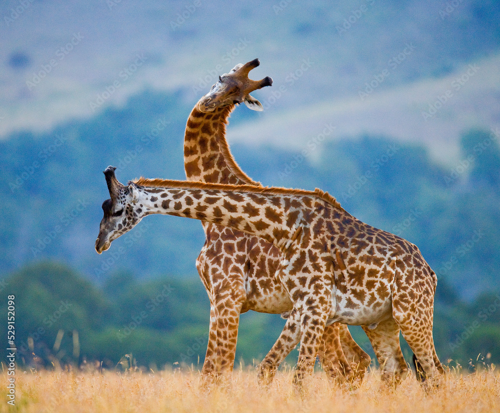 Obraz premium Two giraffes (Giraffa camelopardalis tippelskirchi) are fighting each other in the savannah. Kenya. Tanzania. Eastern Africa.