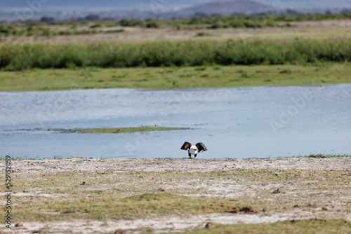 African fish eagle flying over the lake shore photo