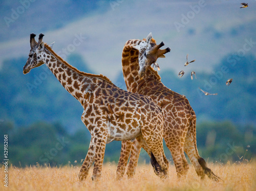 Two giraffes  Giraffa camelopardalis tippelskirchi  are fighting each other in the savannah. Kenya. Tanzania. Eastern Africa.