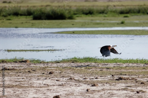 African fish eagle flying over the lake shore photo