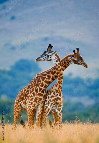 Fototapeta Naklejka Na Ścianę i Meble -  Two giraffes (Giraffa camelopardalis tippelskirchi) are fighting each other in the savannah. Kenya. Tanzania. Eastern Africa.