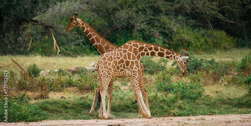 Two giraffes (Giraffa camelopardalis reticulata) are fighting each other in the savannah. Kenya. Tanzania. Eastern Africa.