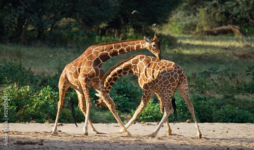 Two giraffes (Giraffa camelopardalis reticulata) are fighting each other in the savannah. Kenya. Tanzania. Eastern Africa.