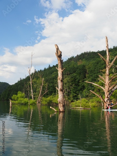 Vertical shot of Fontana Lake with tree trunks and greenery near Bryson city, North Carolina, USA photo