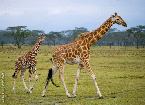 Female giraffe  Giraffa camelopardalis tippelskirchi  with a baby in the savannah. Kenya. Tanzania. East Africa.