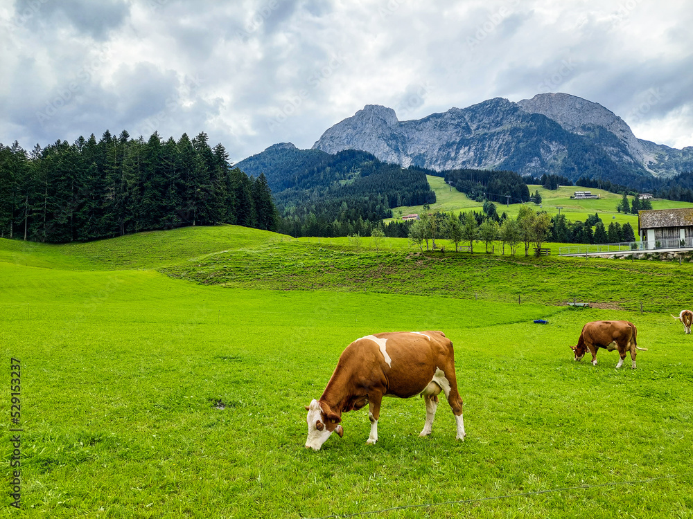 Cows in a meadow, enjoying freedom of movement and naturally growing grass