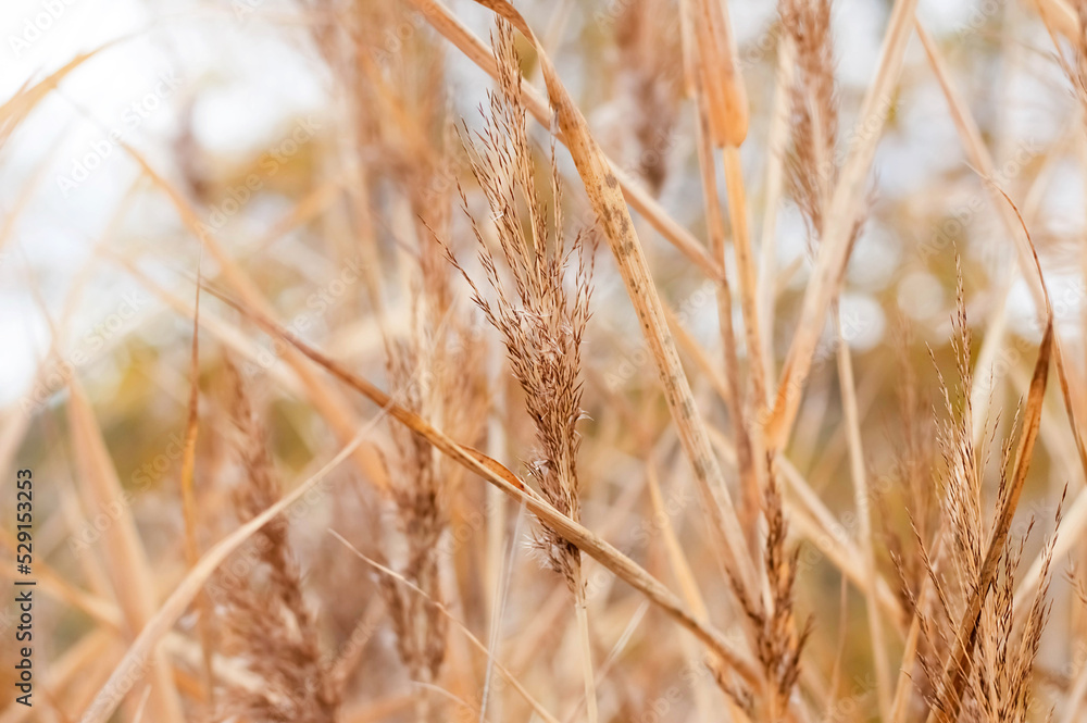 Obraz premium Blurred image of autumn reeds against the sky.