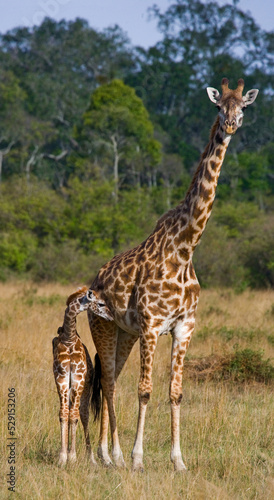 Female giraffe  Giraffa camelopardalis tippelskirchi  with a baby in the savannah. Kenya. Tanzania. East Africa.