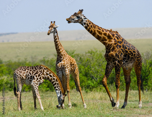 Group of giraffes  Giraffa camelopardalis tippelskirchi  in the savanna. Kenya. Tanzania. East Africa.