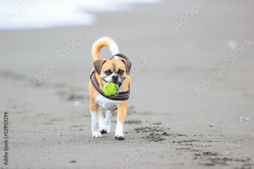 Fototapeta Naklejka Na Ścianę i Meble -  海で遊ぶ犬