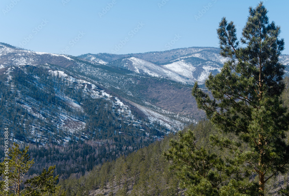 Fototapeta premium View from the top of the snow-covered mountains. Around the coniferous forest, pines.