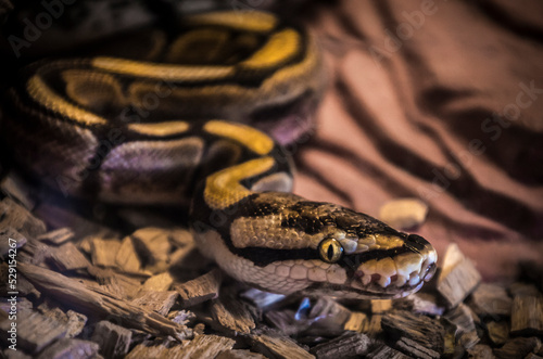 Close up of a young ball python