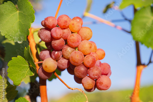 a bunch of pink grapes with green leaves on a blue sky background