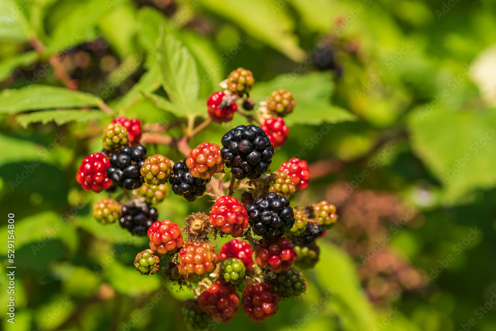 Rote und schwarze Brombeeren an einem Brombeerstrauch Rote und schwarze Brombeeren an einem Brombeerstrauch