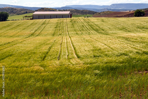 Paisaje. Campo de cereales en la provincia de Guadalajara. Castilla la Mancha, España. photo
