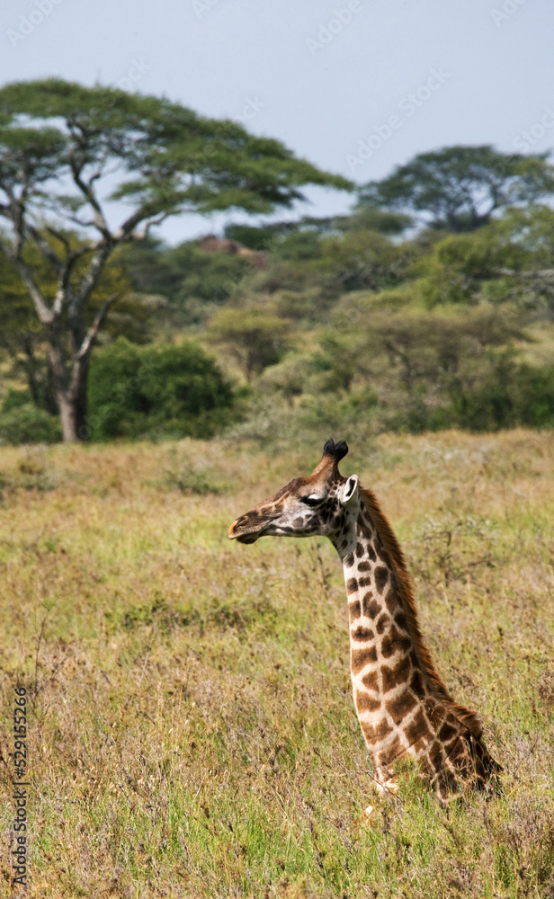 Giraffe (Giraffa camelopardalis tippelskirchi) in savannah. Kenya. Tanzania. East Africa. Giraffe (Giraffa camelopardalis tippelskirchi) in savannah. Kenya. Tanzania. East Africa.