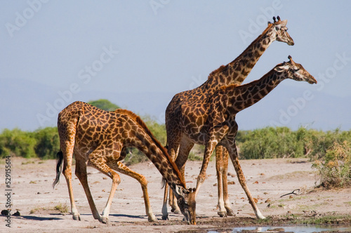 Group of giraffes  Giraffa camelopardalis tippelskirchi  are standing at a watering hole. Kenya. Tanzania. East Africa.