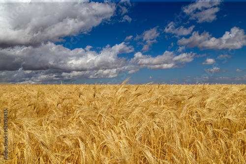 Campo de cereales con un precioso cielo azul con nubes. Provincia de Soria, Castilla y León, España. © Nandi Estévez