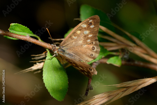 Brown butterfly on a leaf. Speckled Wood 