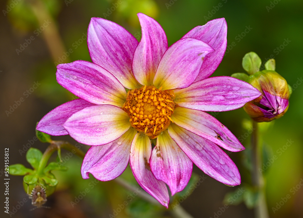 Beautiful close-up of a pink dahlia