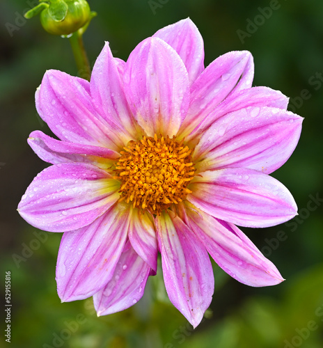 Beautiful close-up of a pink dahlia