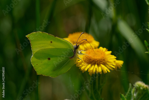 Brimstone butterfly on a yellow flower.  © ZenAga