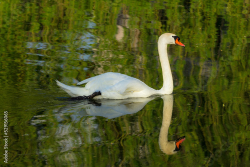 Swan swims on a pond