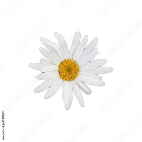 Fotografie daisy isolated on white background