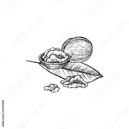 Walnut vector isolated on white background. Engraved vector illustration of leaves and nuts of hazelnut.