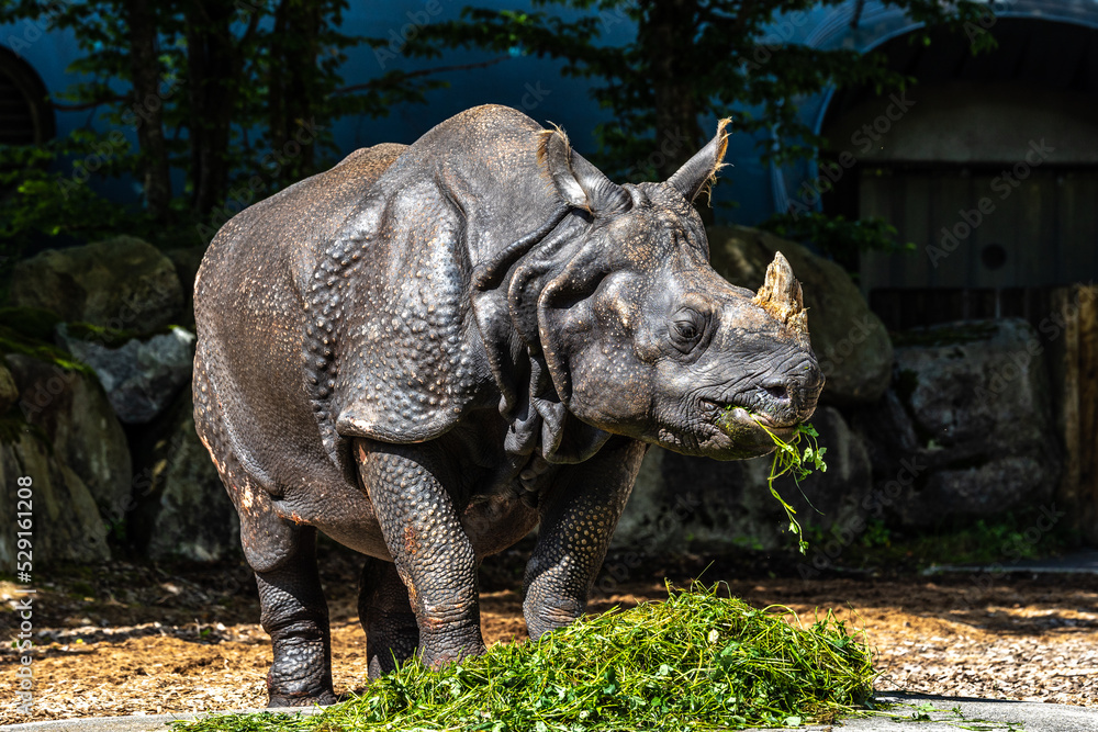 Fototapeta premium The Indian Rhinoceros, Rhinoceros unicornis aka Greater One-horned Rhinoceros