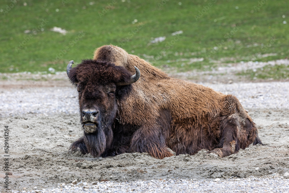 American buffalo known as bison, Bos bison in a german park American buffalo known as bison, Bos bison in a german park