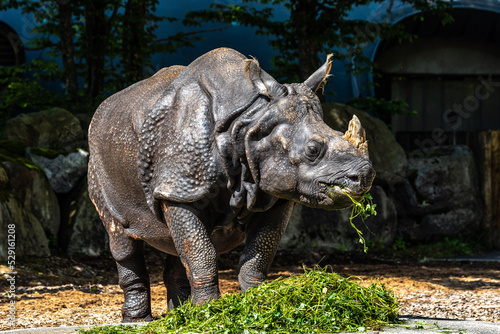 The Indian Rhinoceros, Rhinoceros unicornis aka Greater One-horned Rhinoceros © rudiernst
