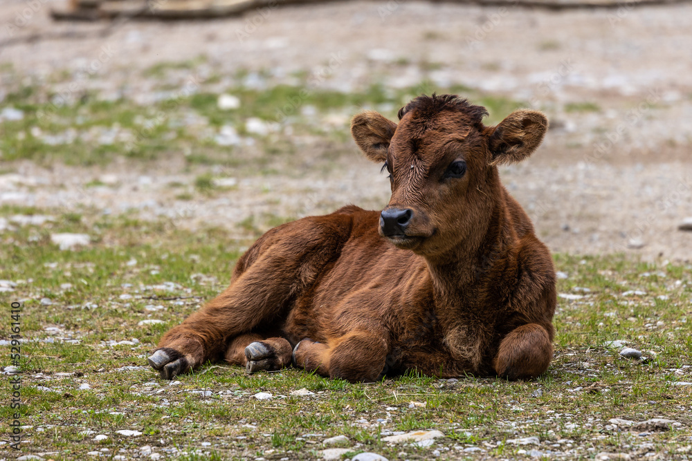 Young baby Heck cattle, Bos primigenius taurus or aurochs in a German park Young baby Heck cattle, Bos primigenius taurus or aurochs in a German park