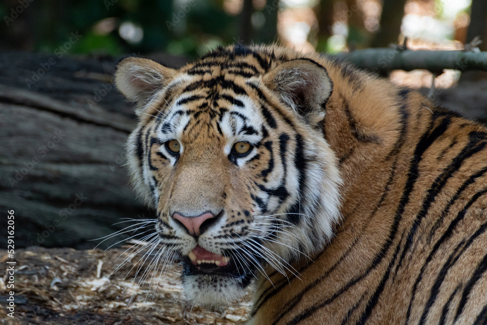 Obraz premium アムールトラ