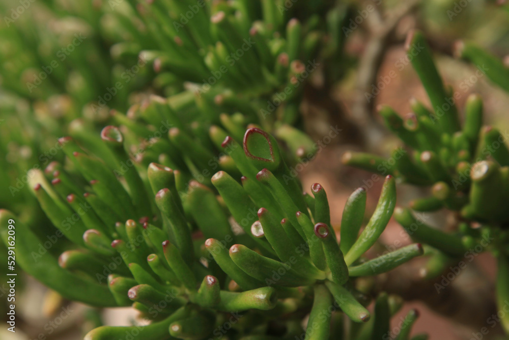 Crassula Ovata Gollum. Evergreen succulent pot plant with tubular leaves and red tips when in sunlight. Crassula Ovata Gollum. Evergreen succulent pot plant with tubular leaves and red tips when in sunlight.
