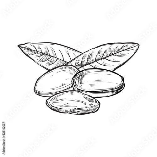 Pistachio vector isolated on white background. Engraved vector illustration of leaves and nuts of pistachio.