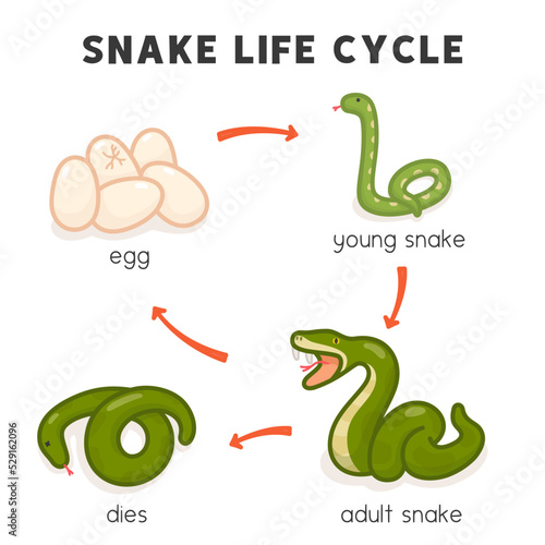 snake life cycle diagram chart in science subject kawaii doodle vector cartoon