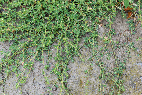 Knotgrass stems on wet old concrete surface during a rain photo