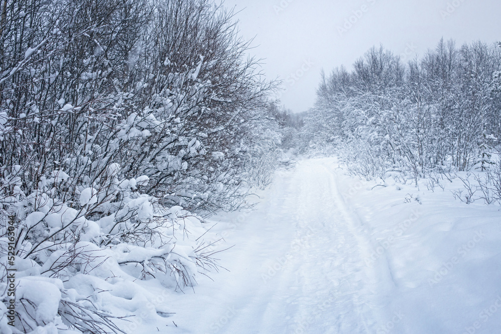 Fototapeta premium winter forest in snowfall, trees in snow, winter road perspective