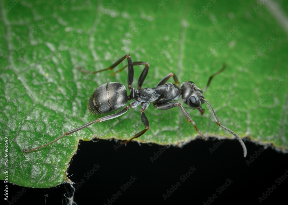 The little black ant gets its common name from its very small size and black coloration. Colonies are moderate to very large and contain many queens. The little black ant gets its common name from its very small size and black coloration. Colonies are moderate to very large and contain many queens.