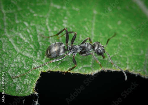 The little black ant gets its common name from its very small size and black coloration. Colonies are moderate to very large and contain many queens. © shoaib