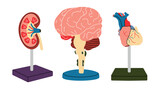 Anatomical model of brain, kidney, heart on stand. Human organs in simple flat line style, vector cartoon illustration, medicine, biology, physiology. Health, demonstration, organism, body, education.