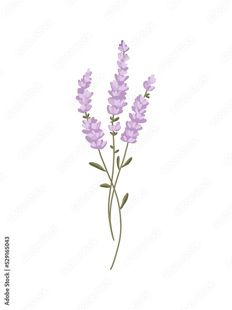 Lavender illustration isolated on white background. flower sketch hand drawn isolated. use for logo, for tattoo, for design of labels or print cards, stickers, badges and invitations
