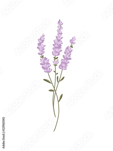 Lavender illustration isolated on white background. flower sketch hand drawn isolated. use for logo, for tattoo, for design of labels or print cards, stickers, badges and invitations