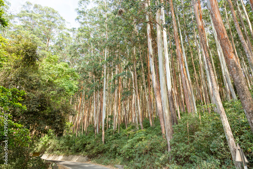 Beautiful natural woods pattern formed by Eucalyptus trees in forest in Gudalur to Ooty road. Amazing landscape view of natural pattern for tourists.  photo