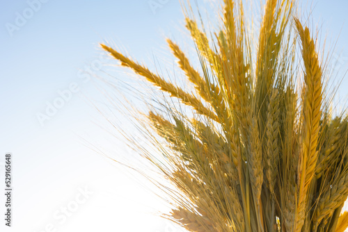 Wheat ears or grain isolated on blue sky. Food production concept photo