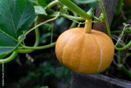 Wallpaper Mural Pumpkin on a branch. Vegetable background macro texture copyspace. Good quality photos Torontodigital.ca