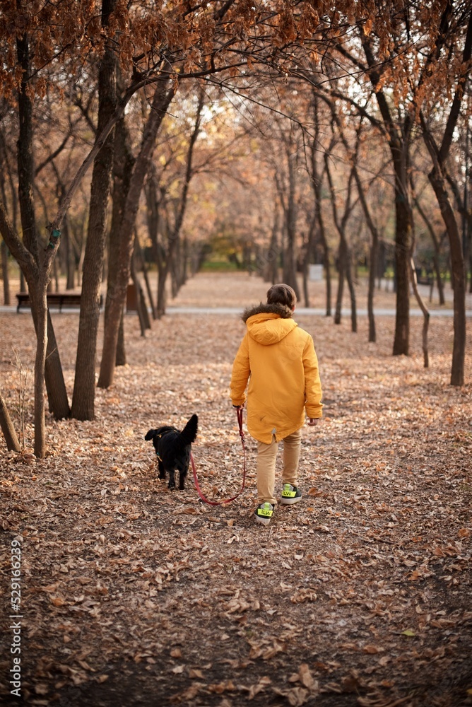 Fototapeta premium Rear view of a young European boy seven years old in the brown pants and white sweater is walking the small black dog in the autumn park
