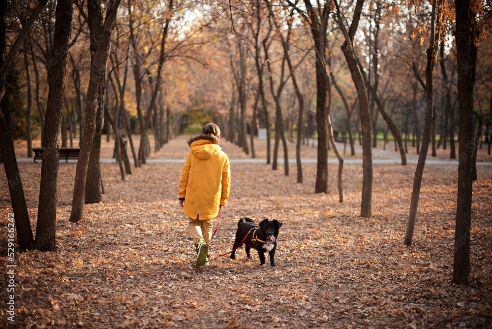 Rear view of a young European boy seven years old in the brown pants and white sweater is walking the small black dog in the autumn park